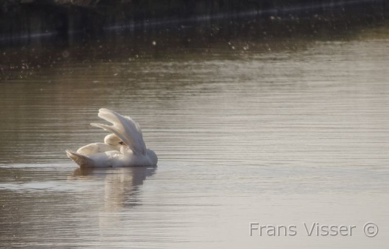 Langs de Tjonger 17-3-2016-07.jpg